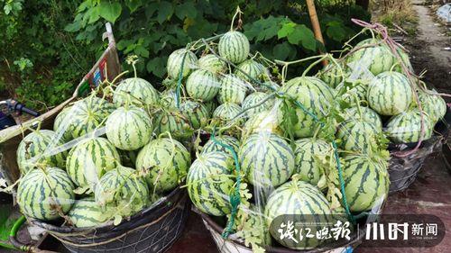 莱阳吃瓜网红是谁啊,网络红人的崛起之路