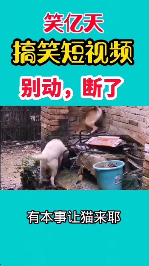 郑州爆料搞笑视频最新版,爆笑瞬间，笑出腹肌！