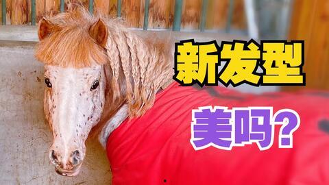 小马漫漫圈内视频大全吃瓜免费,揭秘吃瓜免费视频大全背后的精彩故事