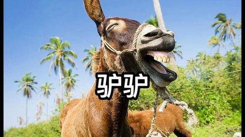 驴子潘趣在线观看,在线观看，欢乐无限之旅