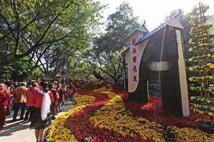 菊花岭在线观看,穿越时空的菊花盛宴