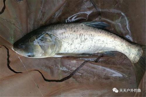 爆料散炮钓鲢鳙视频