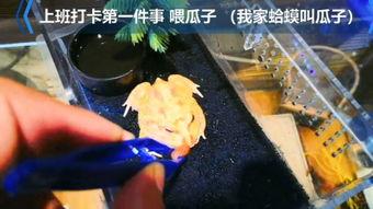 囡囡手机在线观看国语,重温经典，感受国语魅力