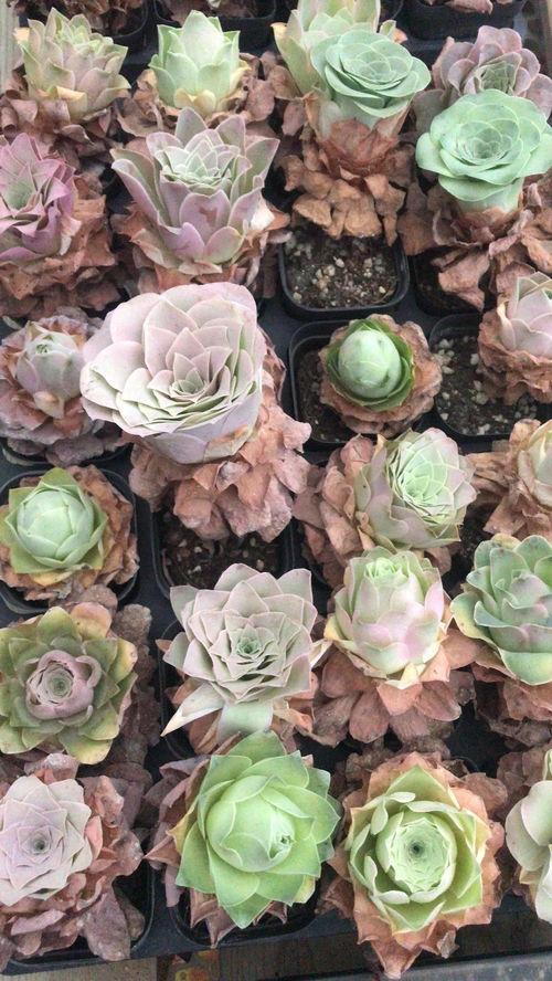 今日爆料山地玫瑰图片,大自然的瑰宝与神秘面纱