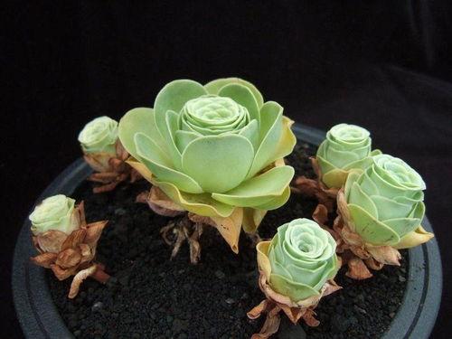 今日爆料山地玫瑰图片,大自然的瑰宝与神秘面纱