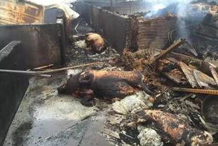 肥猪爆料虎子视频