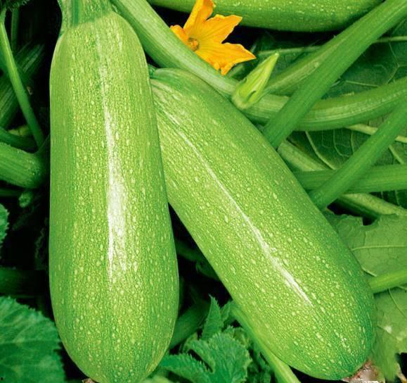 网红小视频吃瓜图片,揭秘娱乐圈幕后真相