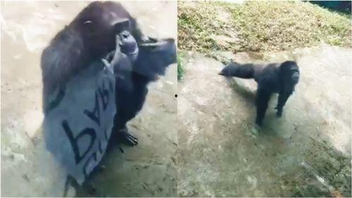 爆料踩踏动物视频大全最新,最新爆料踩踏动物视频大全引发社会关注