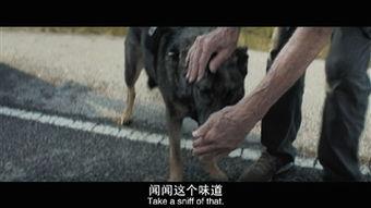 电影骡子在线观看,身陷毒网，救赎之路