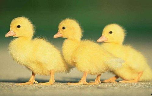 黄焖鸡爆料乌鸦视频播放,乌鸦视频播放背后的惊人真相