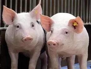 小猪吃不停爆料视频